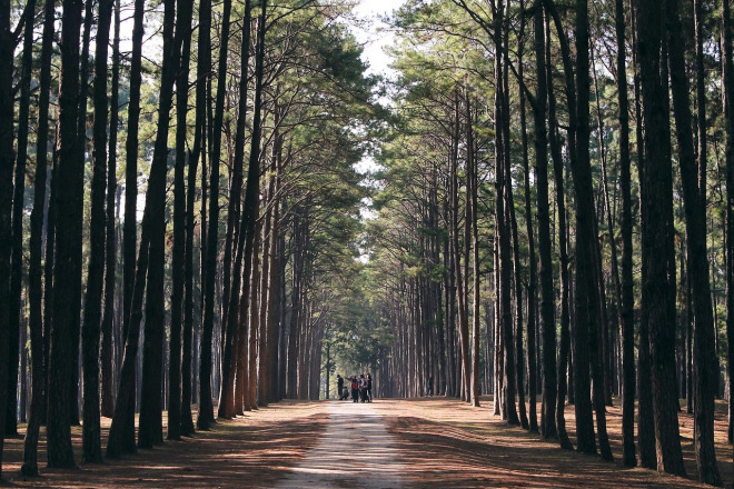 group circle in forest