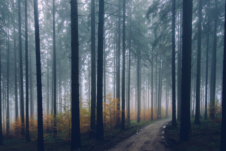 forest trees sunlight